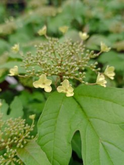 Viburnum sargentii 'Onondaga' Kalina sargentova 'Onondaga' Nelen pro zelen květ Viburnum sargentii 'Onondaga' Kalina sargentova 'Onondaga' Nelen pro zelen květ