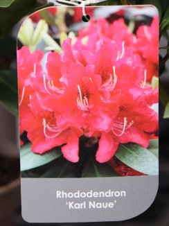 Rhododendron ´Karl Naue´ Rododendron 'Karl Naue' Nelen pro zelen etiketa Rhododendron ´Karl Naue´ Rododendron 'Karl Naue' Nelen pro zelen etiketa