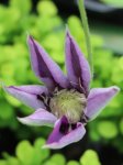 Clematis 'Multi Blue´ Plamének 'Multi Blue' Nelen pro zelen rozkvétající poupě