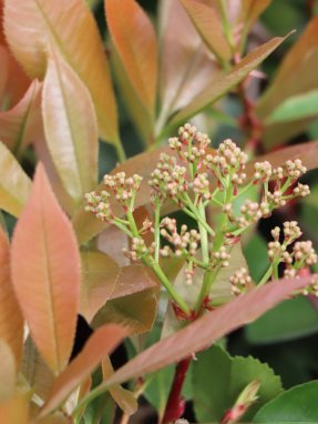 Photinia x fraseri ´Clone Pistoia´ Blýskavka Fraserova 'Clone Pistoia' Nelen pro zelen poupě