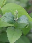 Deutzia scabra 'Plena' Trojpuk drsný 'Plena' Nelen pro zelen poupě