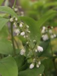 Deutzia scabra 'Plena' Trojpuk drsný 'Plena' Nelen pro zelen poupě