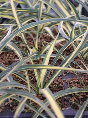 Yucca filamentosa ´Color Guard´ Juka vláknitá 'Color Guard' Nelen pro zelen detail