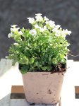 Arabis cauc. 'Little Treasure White' Huseník 'Little Treasure White' Nelen pro zelen sazenice h9x9