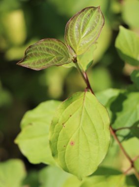 Cornus sanguinea 'Winter Beauty' Svída krvavá 'Winter Beauty' Nelen pro zelen listy