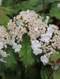 Viburnum sargentii 'Onondaga' Kalina sargentova 'Onondaga' Nelen pro zelen květ Viburnum sargentii 'Onondaga' Kalina sargentova 'Onondaga' Nelen pro zelen květ
