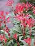 Pieris japonica 'Mountain Fire' Pieris japonský 'Mountain Fire' Nelen pro zelen listy