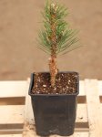 Pinus nigra ´Frank´ Borovice černá 'Frank' Nelen pro zelen sazenice h9x9