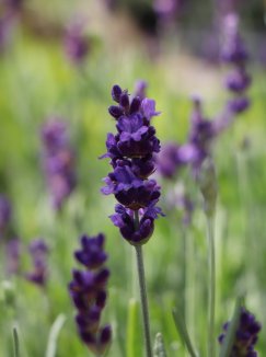 Lavandula angustifolia 'Hidcote Blue' Levandule lékařská 'Hidcote Blue' Nelen pro zelen detail květu Lavandula angustifolia 'Hidcote Blue' Levandule lékařská 'Hidcote Blue' Nelen pro zelen detail květu