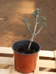 Abies concolor 'Compacta' Jedle ojíněná 'Compacta' Nelen pro zelen ko 1L