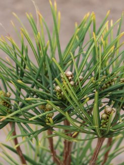 Sciadopitys verticillata Pajehličník přeslenitý Nelen pro zelen detail Sciadopitys verticillata Pajehličník přeslenitý Nelen pro zelen detail