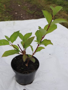 Cornus alba 'Sibirica' Svída bílá 'Sibirica' Nelen pro zelen ko1,5L