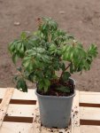 Pieris japonica 'Bonfire' Pieris japonský 'Bonfire' Nelen pro zelen ko 1,3L
