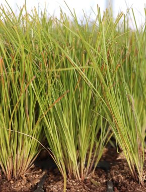 Carex testacea ´Prairie Fire´ Ostřice 'Prairie Fire' Nelen pro zelen detail