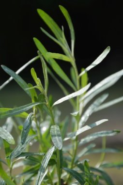 Rakytník řešetlákový Nelen pro zelen Hippophae rhamnoides rostlina