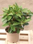 Rhododendron ´Gomer Waterer´ Rododendron 'Gomer Waterer' Nelen pro zelen rostlina kontej 2L