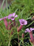 Saponaria x olivana Mydlice olivská Nelen pro zelen detail květu