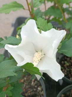 Hibiscus syriacus 'Eleonore´® Ibišek syrský 'Eleonore' ® Nelen pro zelen květ