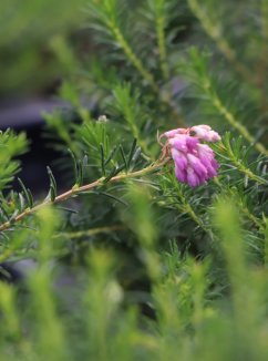 Erica krameri 'Rudi' Vřesovec 'Rudi' Nelen pro zelen poupata