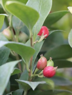 Sarcococca ruscifolia Masoplodka Nelen pro zelen plody Sarcococca ruscifolia Masoplodka Nelen pro zelen plody