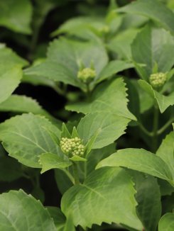 Hydrangea macrophylla ´Tovelit´ Hortenzie velkolistá 'Tovelit' Nelen pro zelen poupata