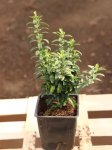 Euonymus japonicus 'Microphyllus´ Brslen japonský 'Microphyllus' Nelen pro zelen h9x9