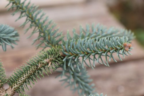 Jedle španělská 'Glauca' Nelen pro zelen Abies pinsapo 'Glauca' jehličí