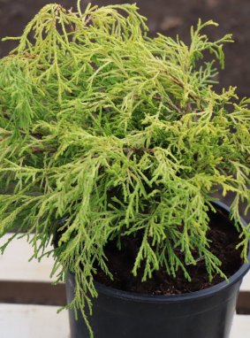 Chamaecyparis pisifera 'Sungold´ Cypřišek hrachonosný 'Sungold' Nelen pro zelen kont 2L