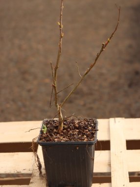 Lagerstroemia indica ´With Love® Virgin´ Lagerstroémie 'With Love® Virgin' Nelen pro zelen sazenice h9x9