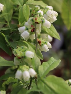Kanadská borůvka Nelen pro zelen Vaccinium corymbosum květ