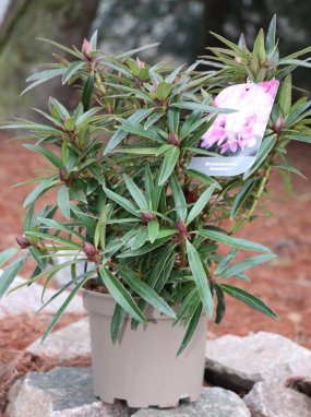Rododendron 'Graziella'