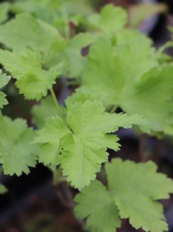 Josta  'Jodeli' Nelen pro zelen Ribes x nidigrolaria 'Jodeli' rašící rostlina