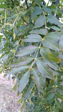 Jasan ztepilý Nelen pro zelen Fraxinus excelsior list
