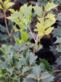Vonokvětka různolistá Nelen pro zelen Osmathus heterophyllus list