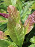 Magnolia loebneri 'Leonard Messel' Magnolie Loebnerova 'Leonard Messel' Nelen pro Zelen zbarvení listů