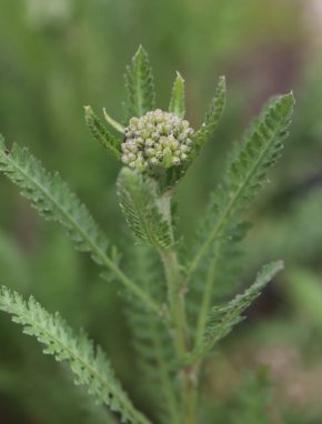 Achillea 'Safran' Řebříček 'Safran' Nelen pro zelen poupě