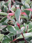 Photinia x fraseri ´Pink Marble´® Blýskavka Fraserova 'Pink Marble' ® Nelen pro zelen listy