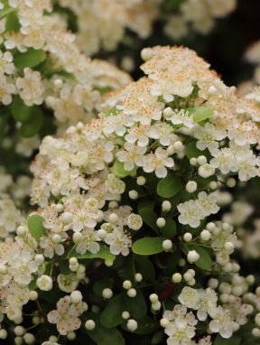 Pyracantha coccinea 'Saphyr® Orange´ Hlohyně šarlatová 'Saphyr ® Orange' Nelen pro zelen květy