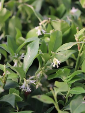 Sarcococca ruscifolia Masoplodka Nelen pro zelen detail