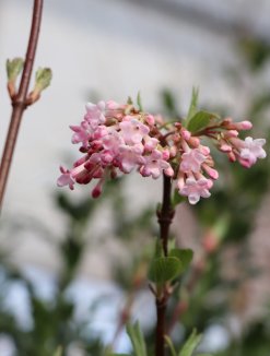 Viburnum bodnantense 'Dawn' Kalina bodnantská 'Dawn' Nelen pro zelen květ Viburnum bodnantense 'Dawn' Kalina bodnantská 'Dawn' Nelen pro zelen květ
