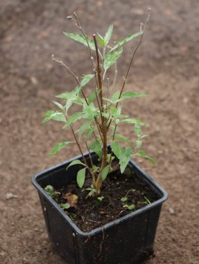 Ořechokřídlec clandonský 'Sterling Silver' Nelen pro zelen Caryopteris clandonensis 'Sterling Silver' rostlina
