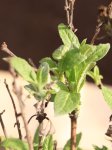 Buddleja davidii Butterfly Candy ® 'Little White´ Komule davidova Butterfly Candy ® Little White Nelen pro zelen  listy