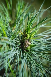 Borovice himalájská Nelen pro zelen Pinus wallichiana jehličí