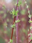 Salix integra 'Hakuro-Nishiki' Vrba celolistá 'Hakuro-Nishiki' Nelen pro zelen rašící větve