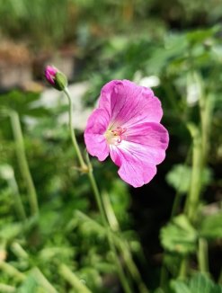 Geranium riversleaianum 'Mavis Simpson' Kakost 'Mavis Simpson' Nelen pro zelen květ Geranium riversleaianum 'Mavis Simpson' Kakost 'Mavis Simpson' Nelen pro zelen květ