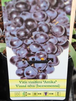 Vitis vinifera 'Attika' Vinná réva 'Attika' Nelen pro zelen etiketa Vitis vinifera 'Attika' Vinná réva 'Attika' Nelen pro zelen etiketa