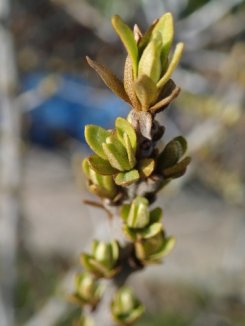 Rakytník řešetlákový 'Botanica' Nelen pro zelen Hippophae rhamnoides 'Botanica' list Rakytník řešetlákový 'Botanica' Nelen pro zelen Hippophae rhamnoides 'Botanica' list