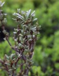 Hippophae rhamnoides 'Ananasná´ Rakytník řešetlákový 'Ananasná' Nelen pro zelen detail listy