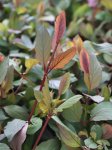 Lonicera japonica 'Chinensis´ Zimolez japonský 'Chinensis' Nelen pro zelen zabarvení listů