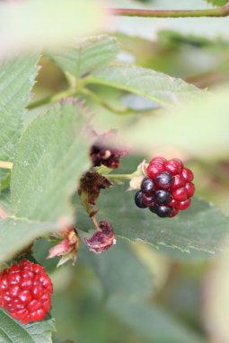 Ostružník Nelen pro zelen Rubus hybr.plody